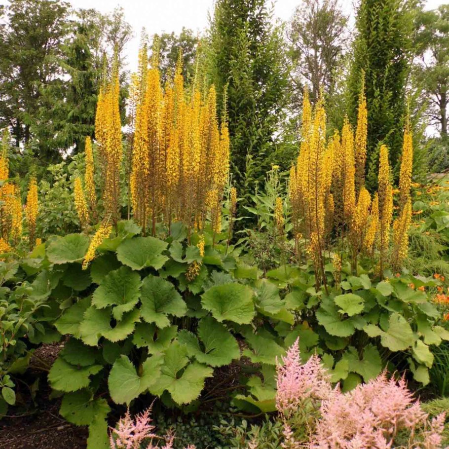 Бузульник Пржевальского рокет