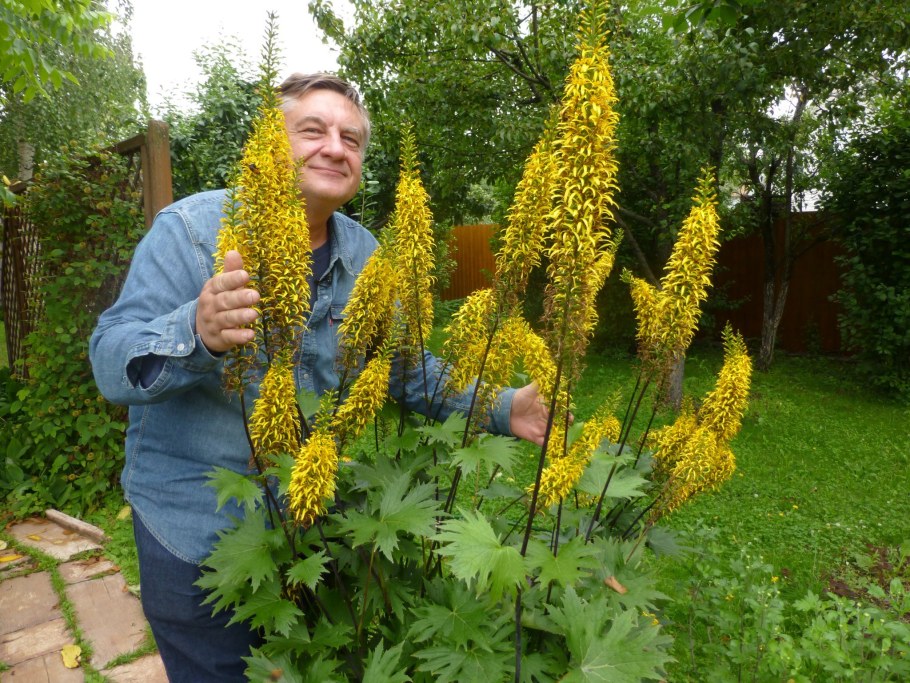 Эремурус бузульник