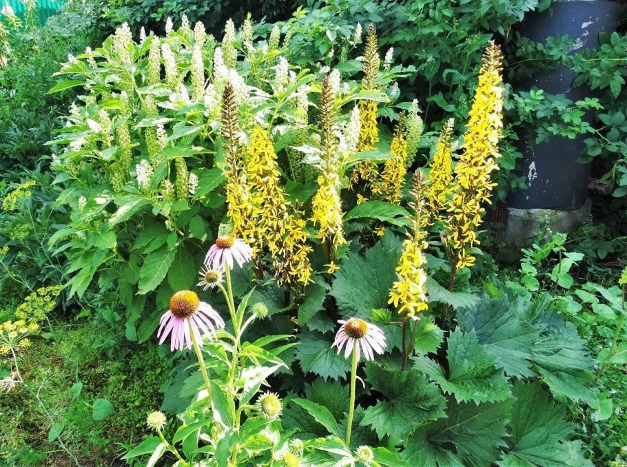 Бузульник Лисий хвост