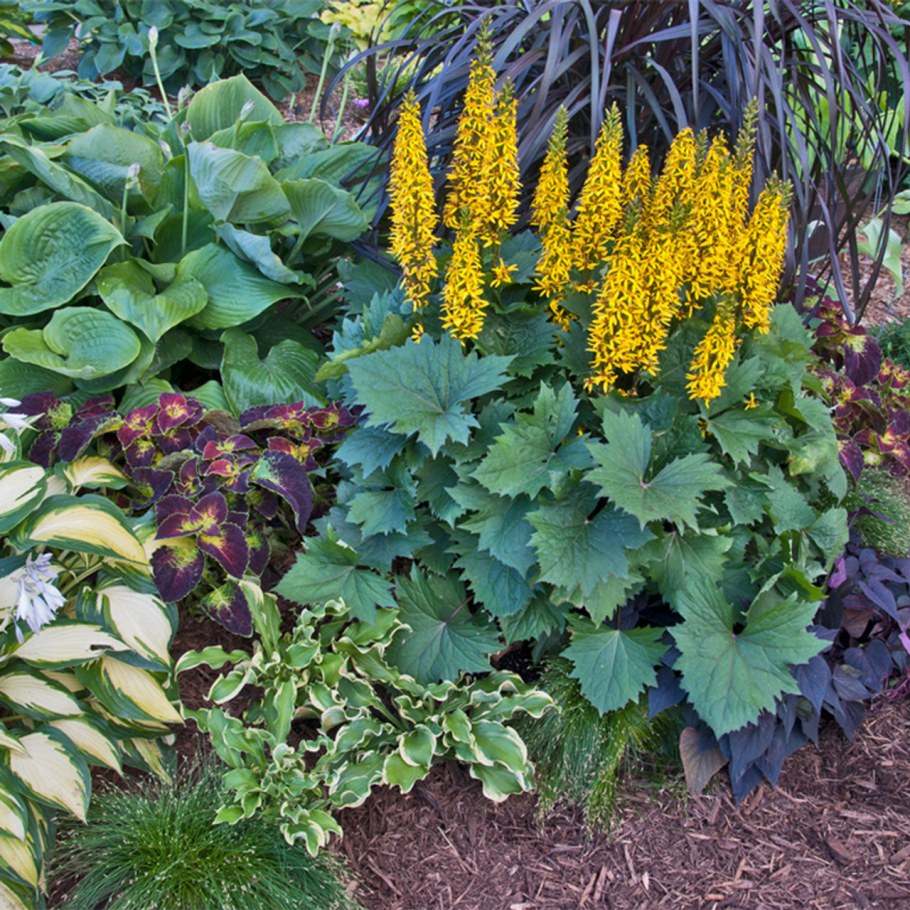 Бузульник Пржевальского рокет
