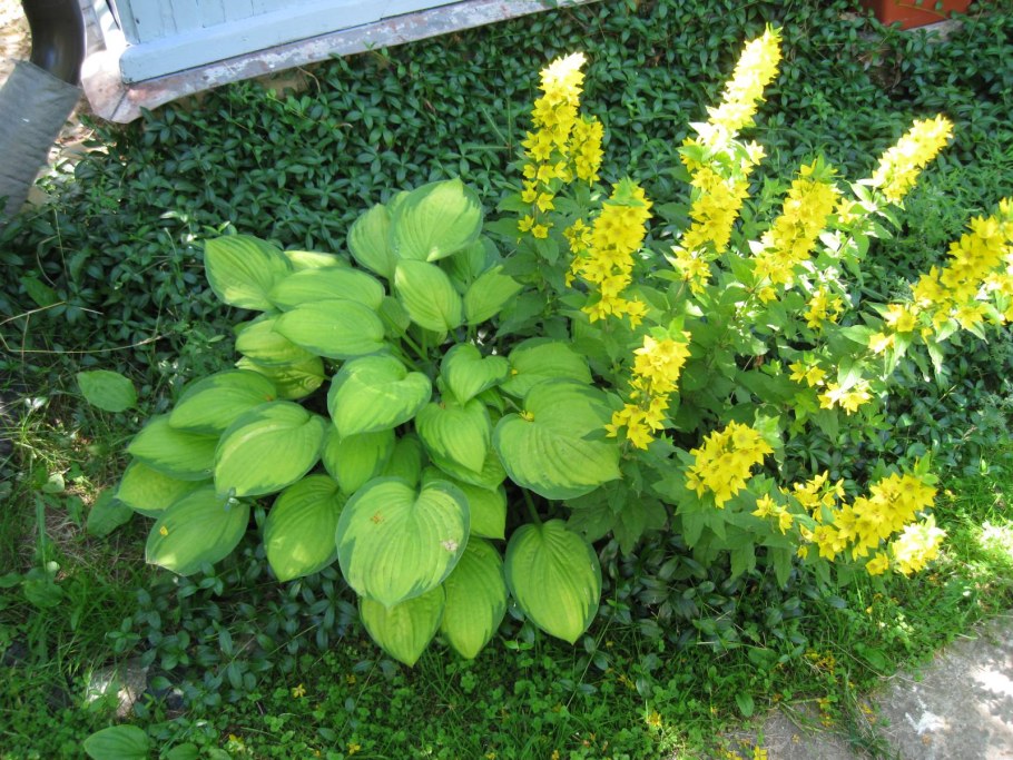 Вербейник Даурский