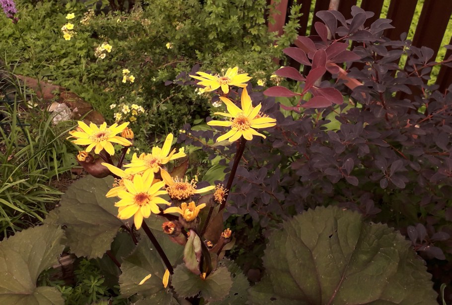 Бузульник зе рокет