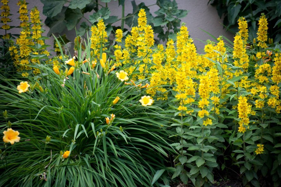 Вербейник точечный (Lysimachia punctata)