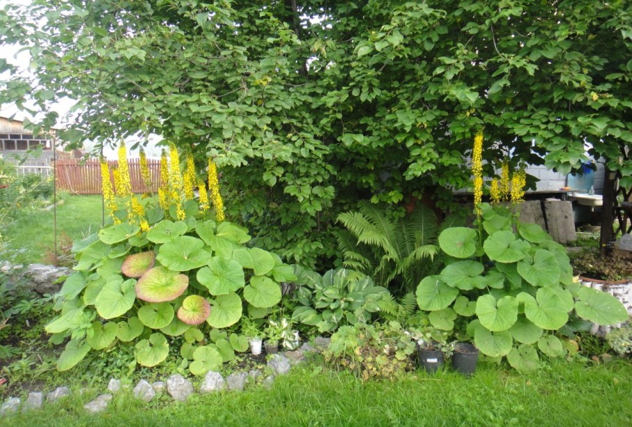 Бузульник Сибирский