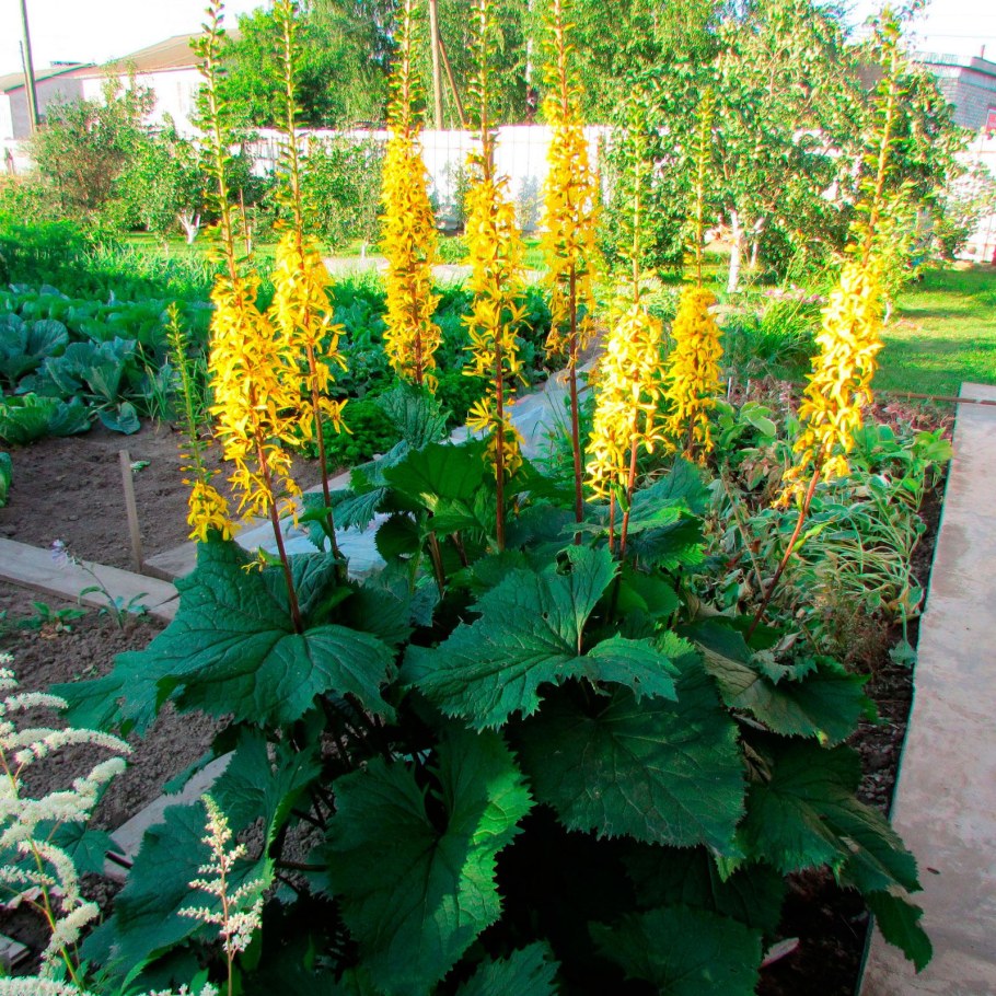 Многолетник бузульник Пржевальского