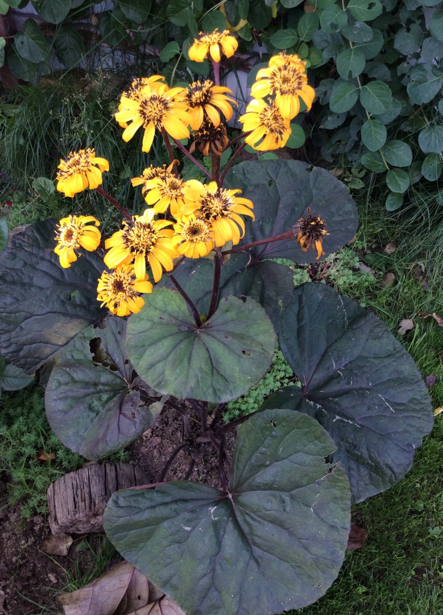 Бузульник зубчатый Отелло