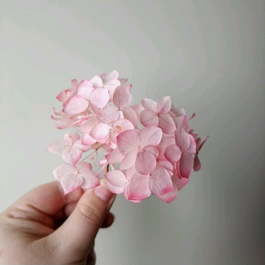 Гортензия сухоцвет в вазе