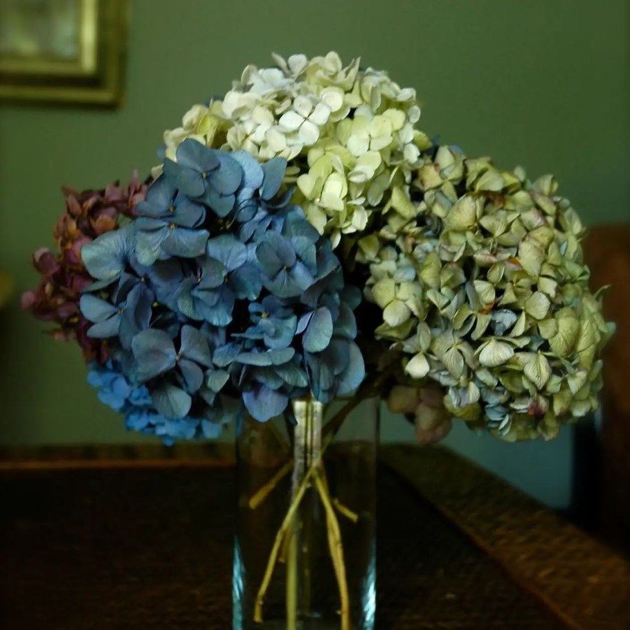 Гортензия сухостой