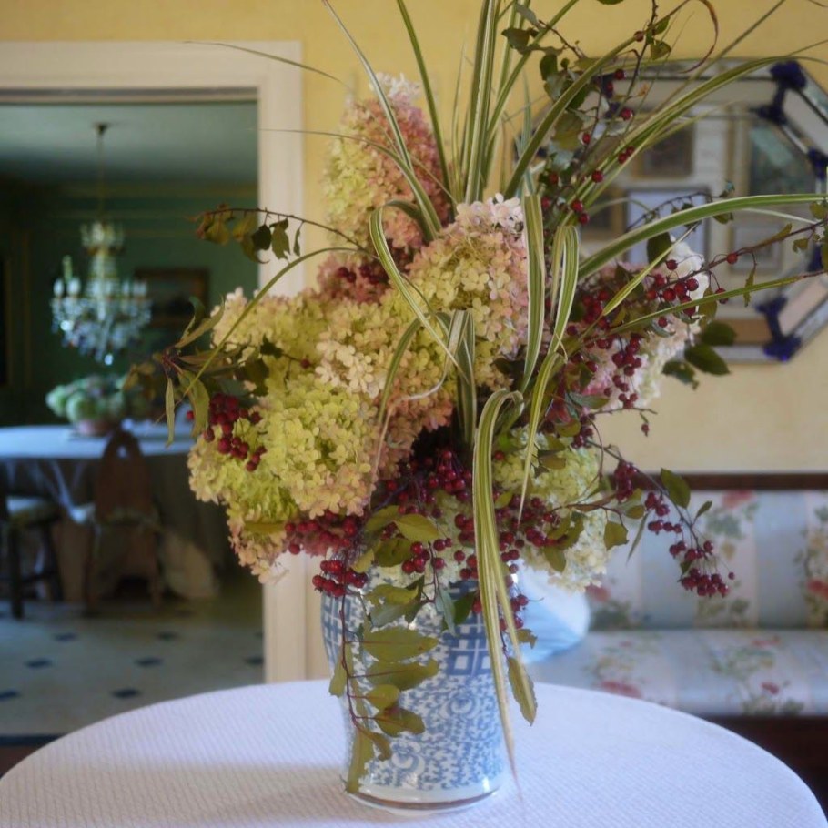 Гортензия флористика