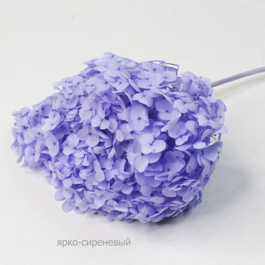 Сухоцветы гортензия россыпь