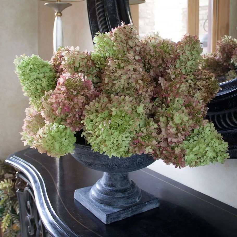 Гортензия метельчатая сухоцвет