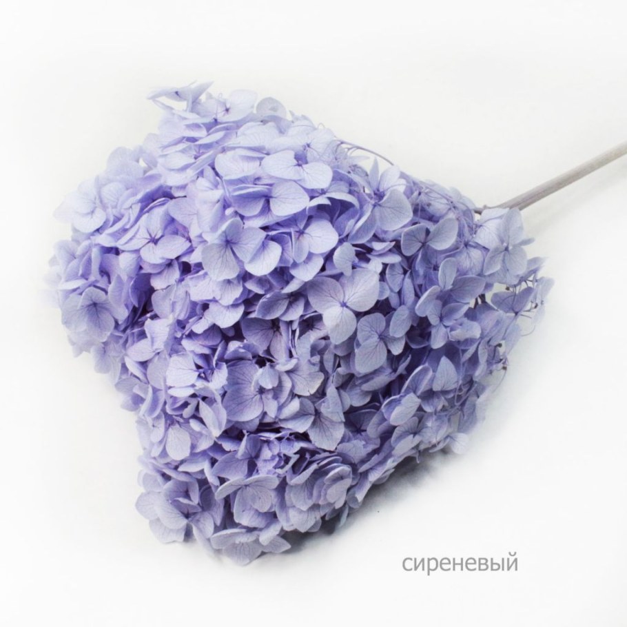 Гортензия белая сухоцвет