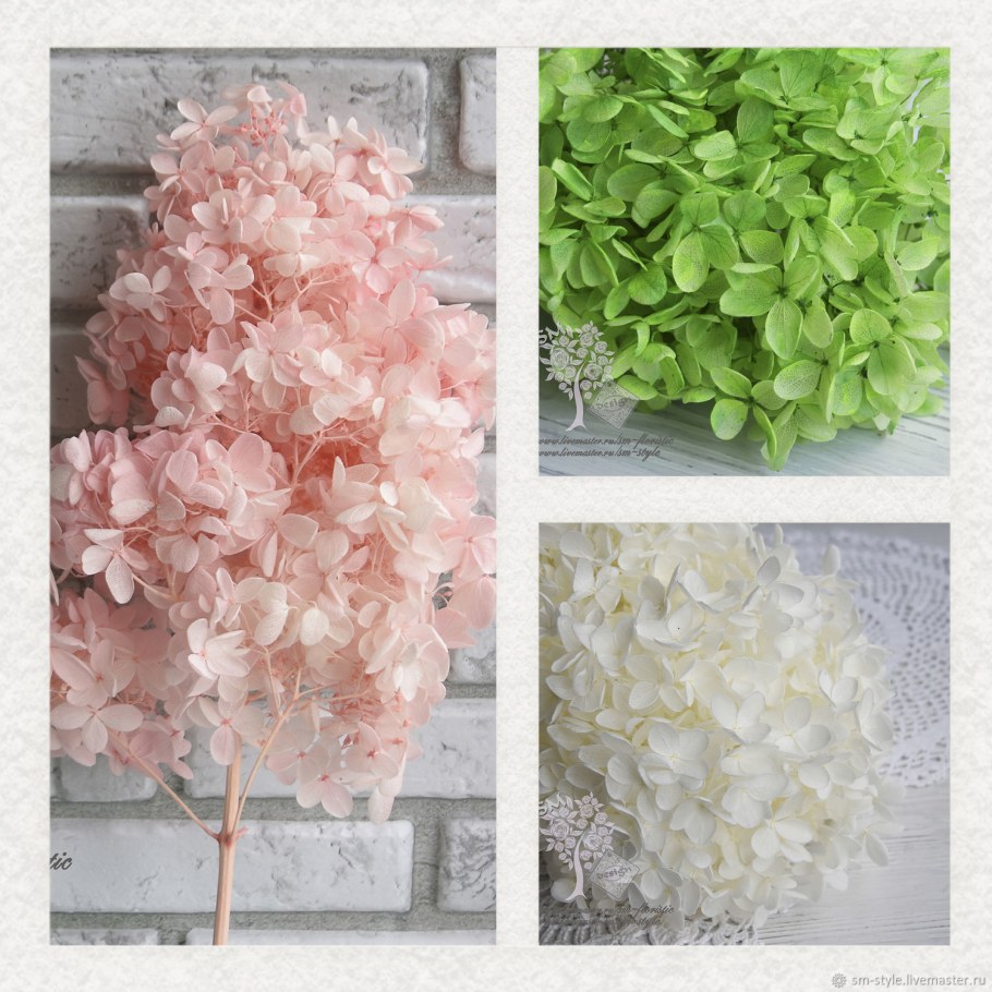 Гортензия зеленая сухоцвет