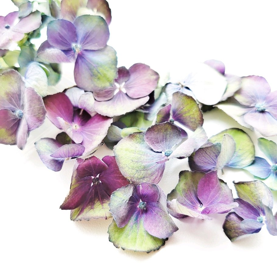 Сухоцветы гортензия джамбо