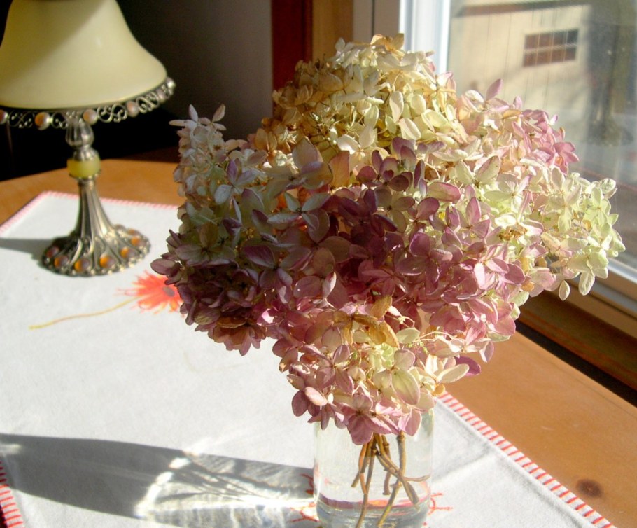 Засушенная метельчатая гортензия