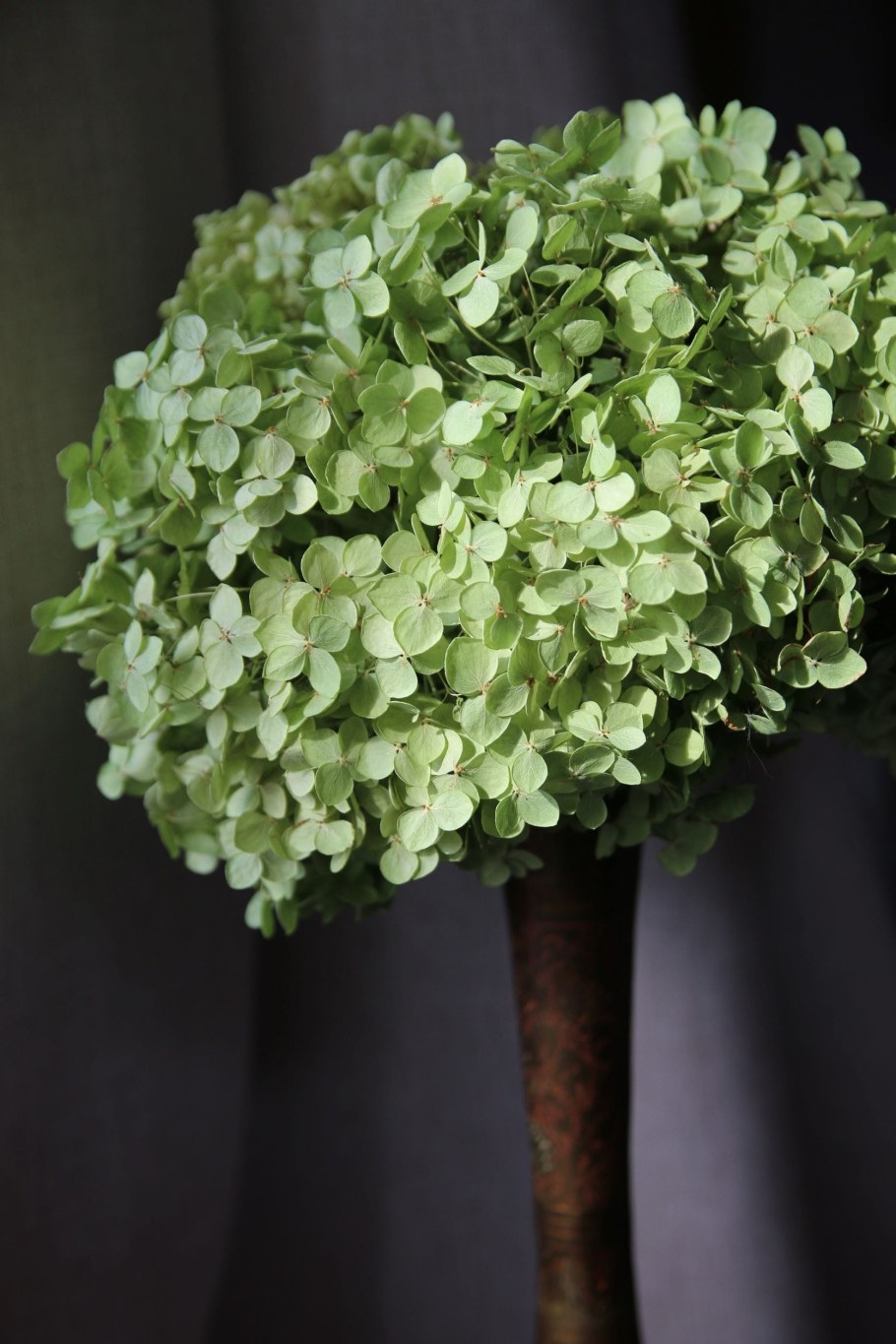 Пандора гортензия метельчатая