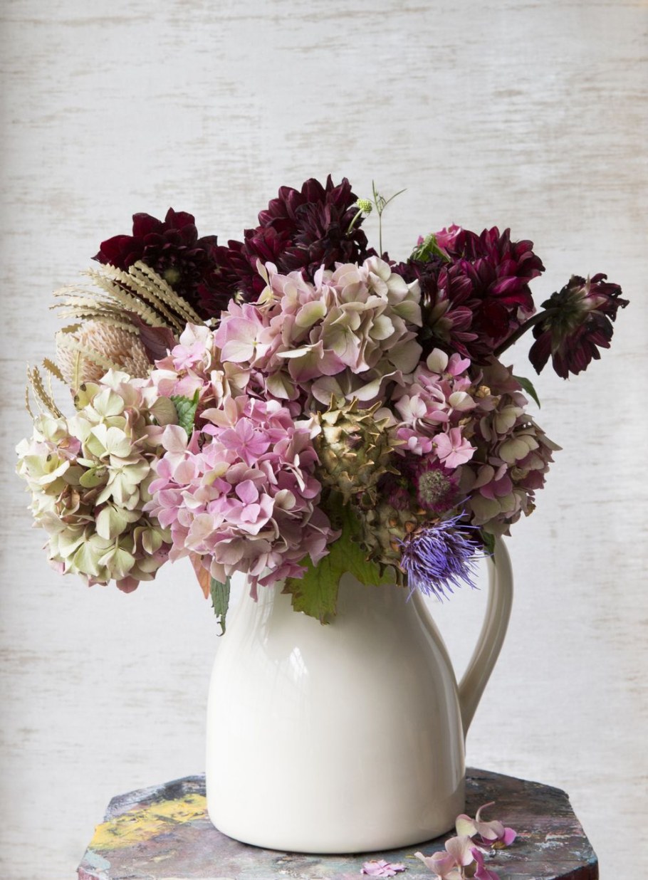 Гортензия засушенная