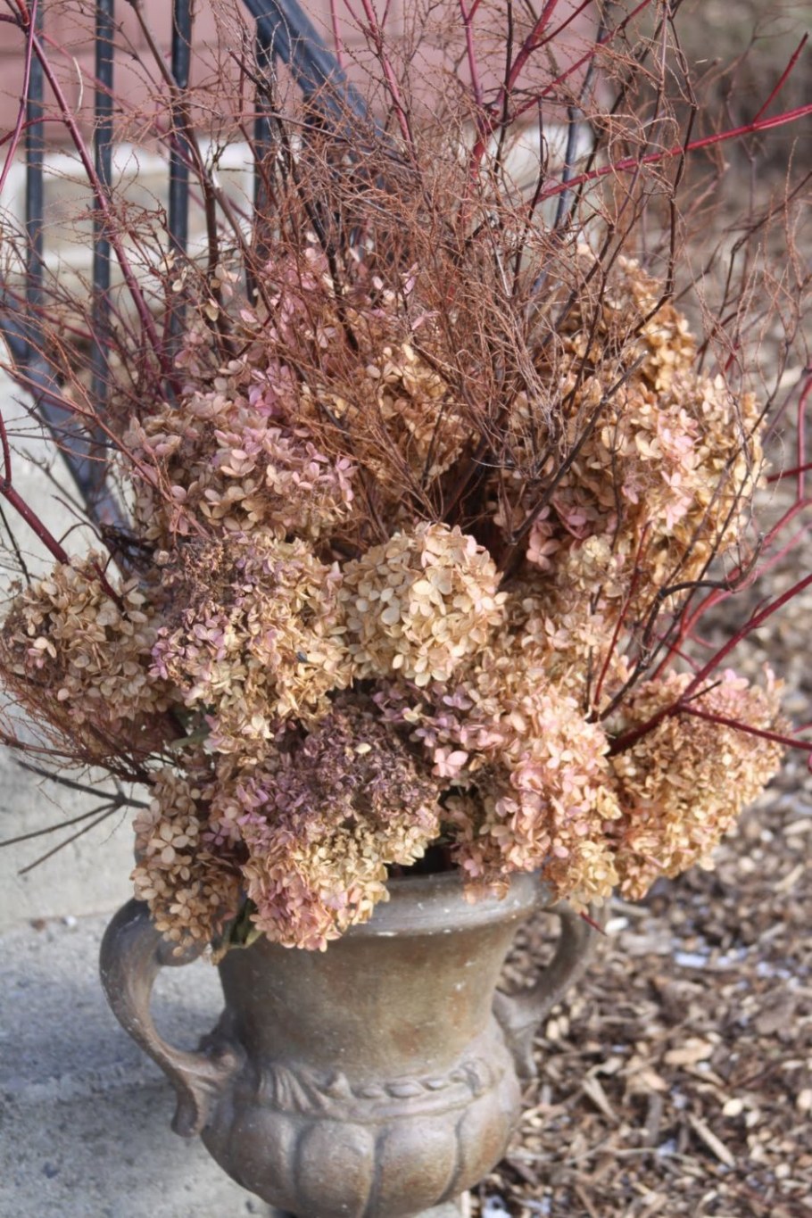 Засушенная метельчатая гортензия