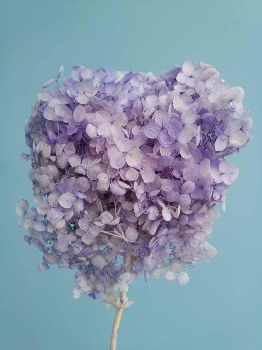 Гортензия сухоцвет