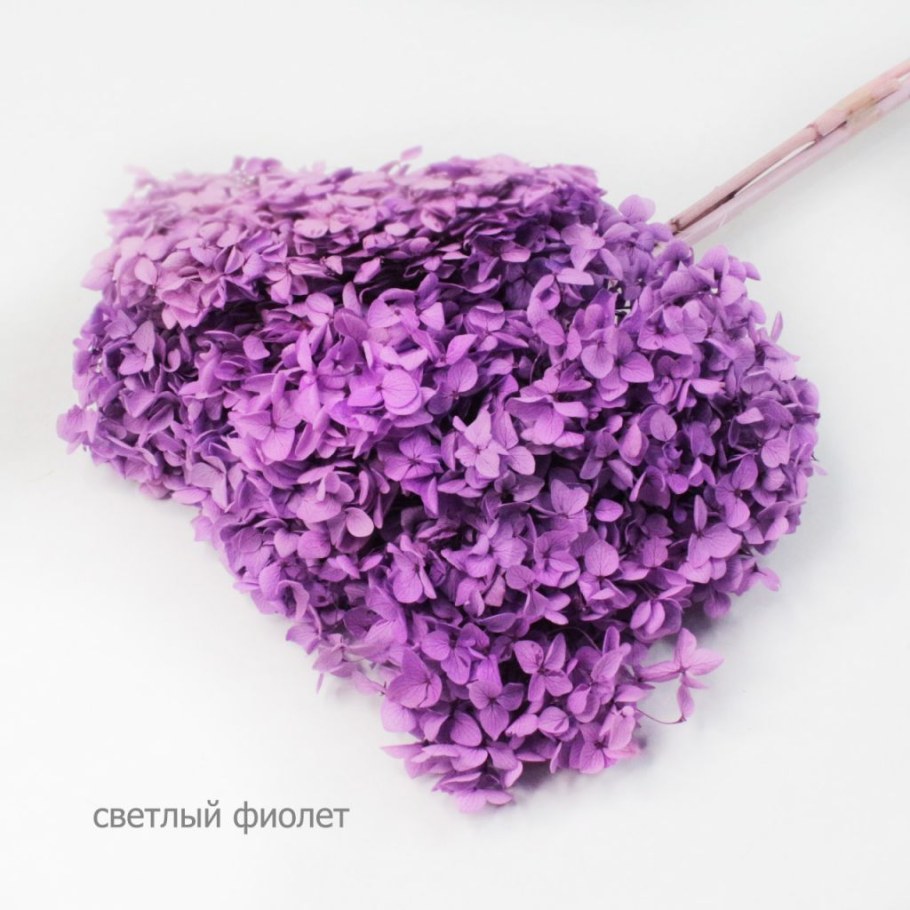 Гортензия зеленая сухоцвет