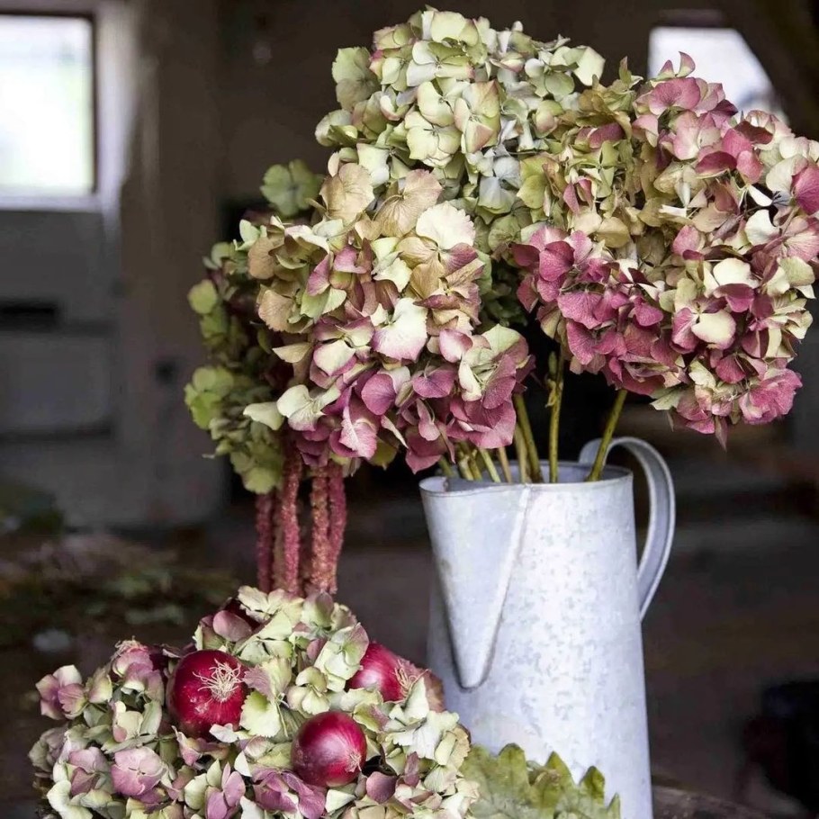 Гортензия метельчатая сухоцвет