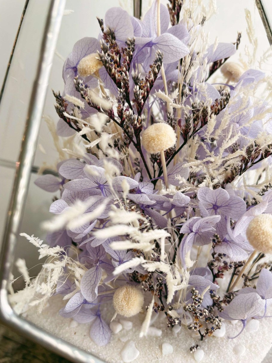 Сенеция седьвециядля флористики