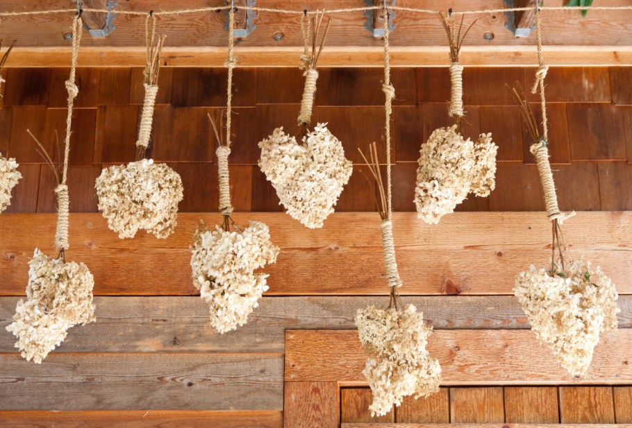 Гортензия сухоцвет