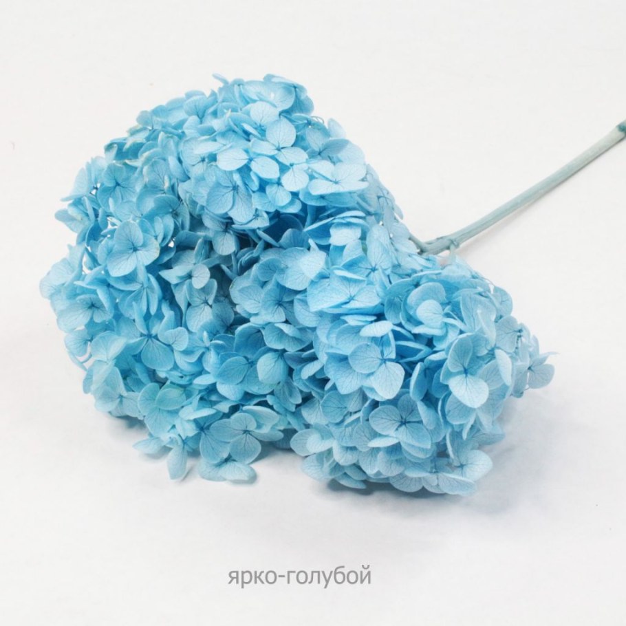 Черная гортензия сухоцвет