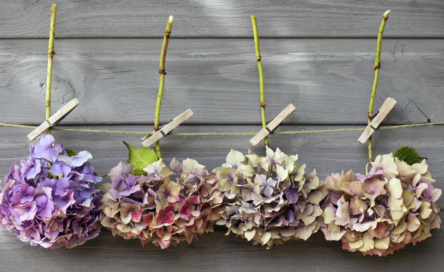 Гортензия сухоцвет