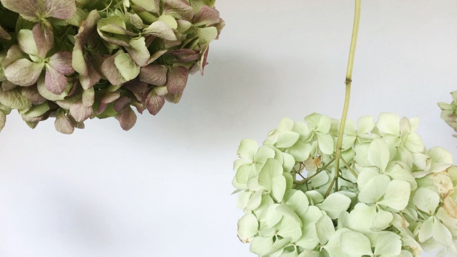 Высушенная гортензия