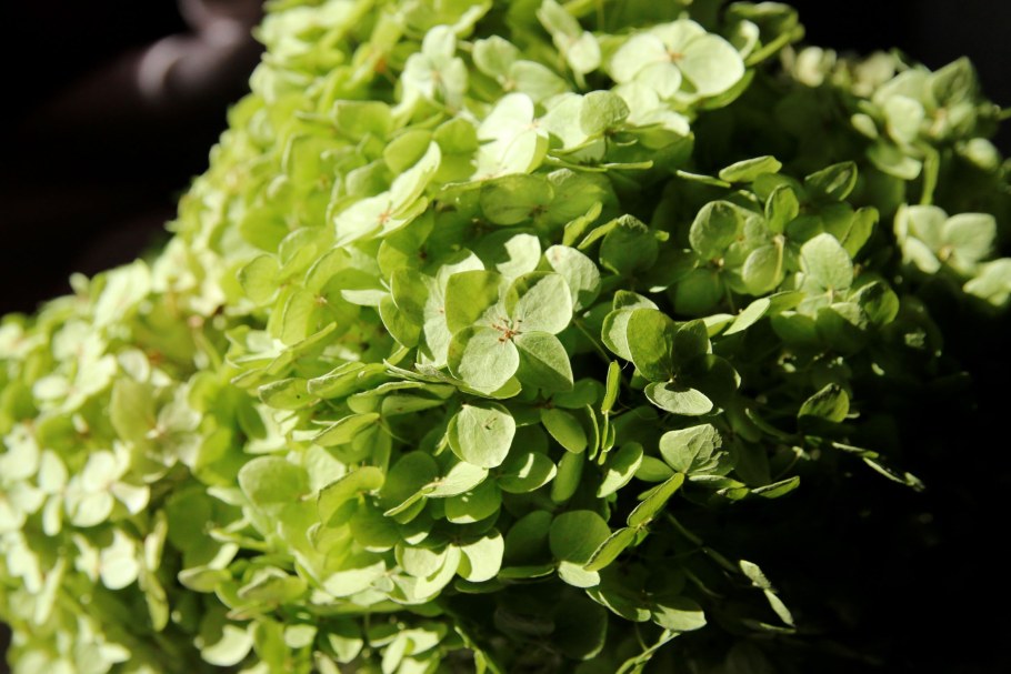 Гортензия метельчатая Мохито