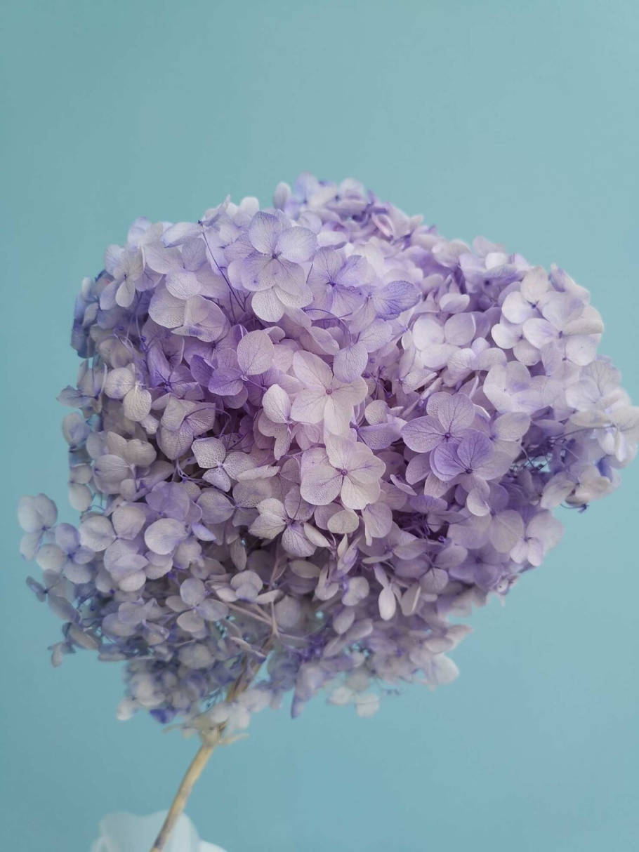 Стабилизированная гортензия