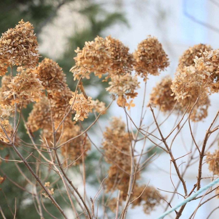 Гортензия засушенная