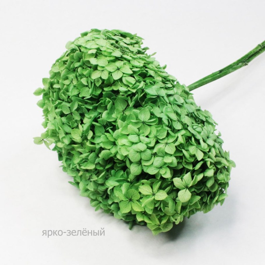 Сухоцветы гортензия россыпь