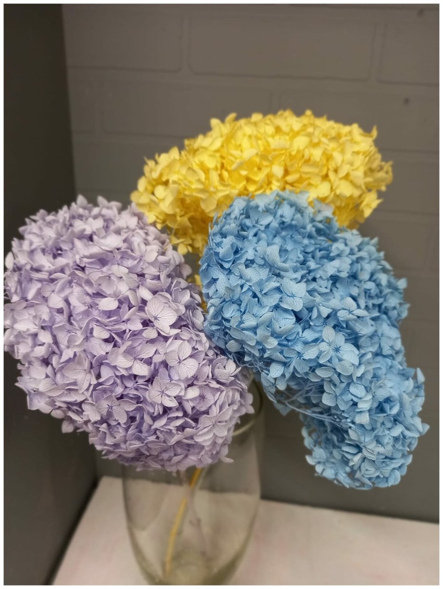 Гортензия стабилизированная сухоцвет