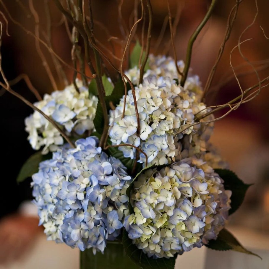 Сухостой цветы