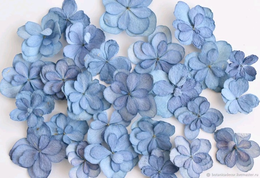 Стабилизированная гортензия