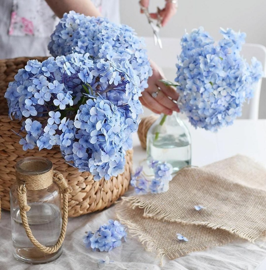 Гортензия синяя