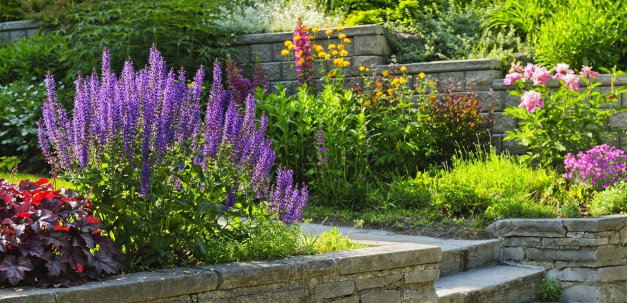 Миксбордеры с шалфеем дубравным