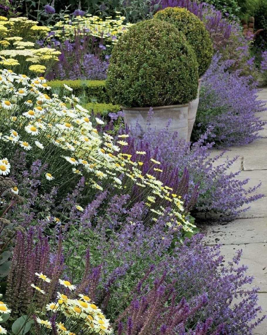 Лаванда котовник шалфей клумбы