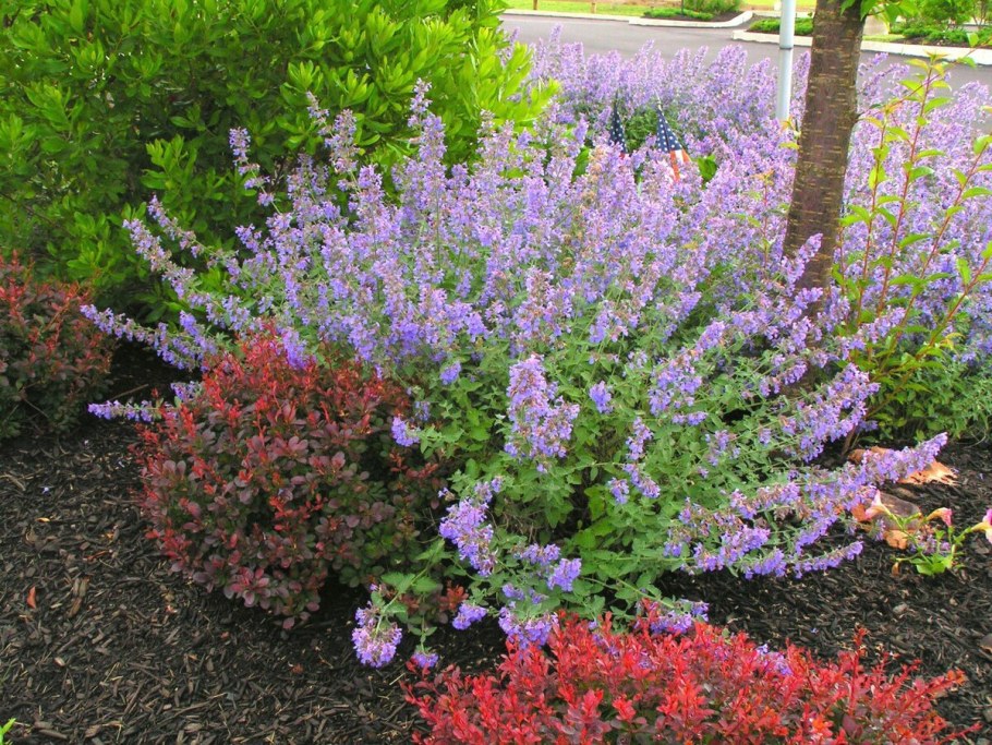 Котовник Фассена и шалфей