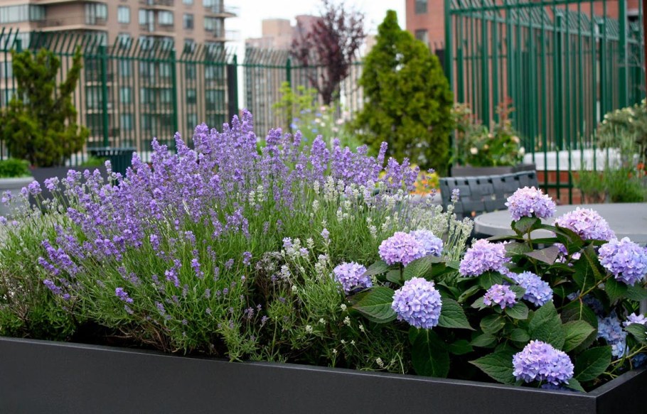 Спирея и котовник