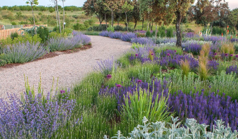 Лаванда котовник шалфей