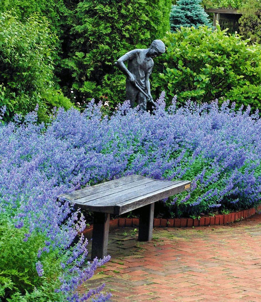 Котовник Фассена Walker's Low