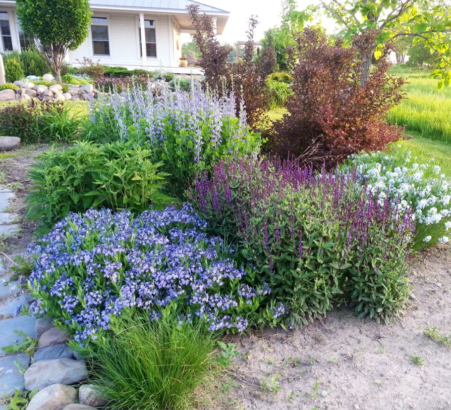 Шалфей и Ясколка