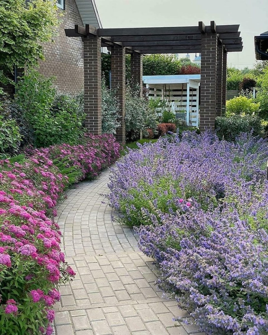 Роза манжетка котовник