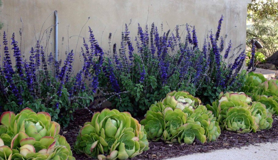 Шалфей Mainacht