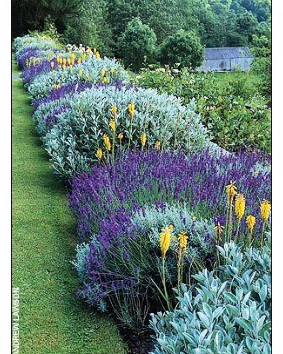 Миксбордер книфофия