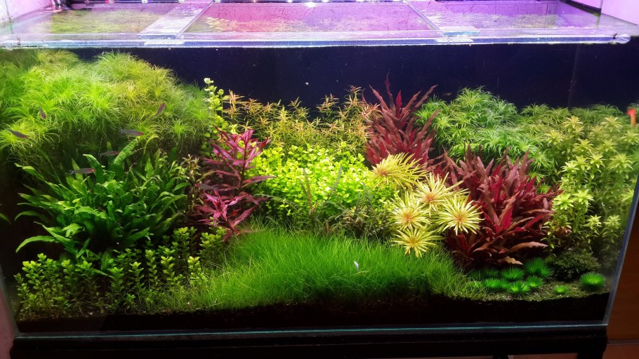 Красивые аквариумы травники