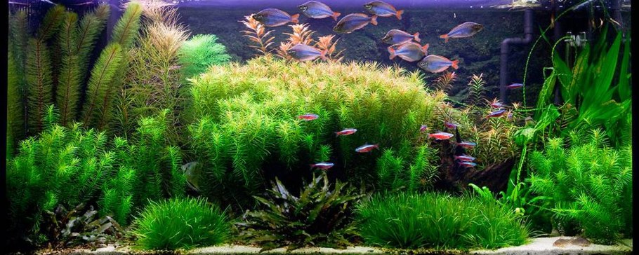 Аквариум травник с рыбами